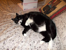 Sparky (18 years old), 28-pound tuxedo cat