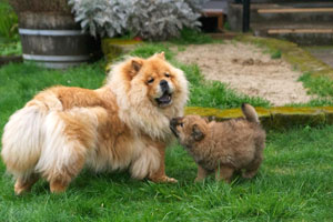 Tank and Rocki playing