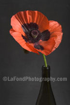 Black-Eyed Poppy