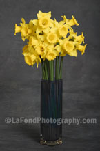 Daffodils On Black