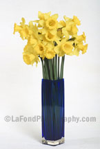 Daffodils On White