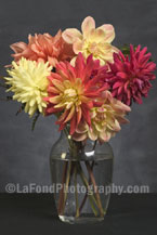 Dahlia Delight