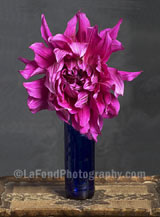 Fuchsia Dahlia