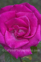 Fuchsia Garden Rose