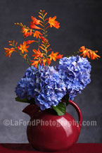 Orange and Blue in Maroon Pitcher