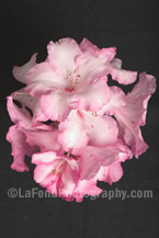 Pink Rhodie Corsage