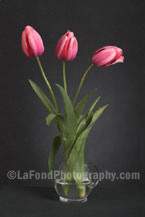 Pink Tulip Trilogy I
