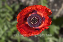 Pinwheel Poppy