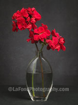 Red Geraniums Clear Vase