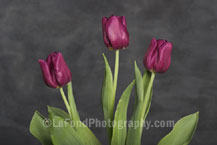 Red Wine Tulips