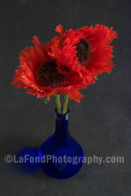 Twin Oriental Poppies