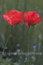 Two Garden Poppies