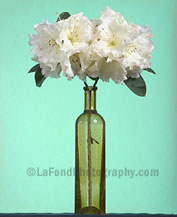 White Rhodies Against Jade Screen